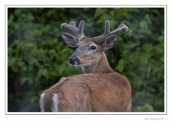 6-pt buck 1.jpg